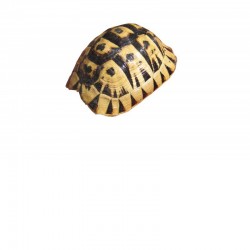 Schildkrötenpanzer