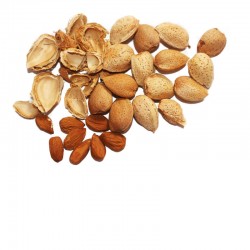 Almond in shell