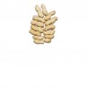 Egyptian peanut with shell
