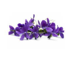 Parfüm-Extrakt Violette