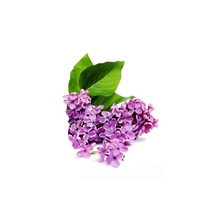 Parfüm-Extrakt Lavendel